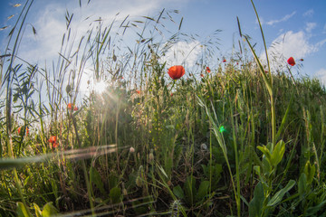 red poppy in the field