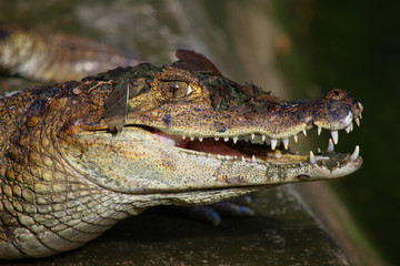 Crocodile. The nature inside an enclosed park in the city of Manaus, Amazonas-Brazil, with animals and vegetation of the Amazon.