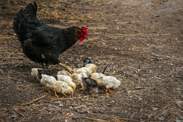 Many chicken with hen black color. Chicken brooding hen and chicks in a farm. Hen and family.