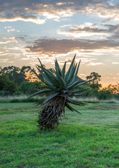  Plant Aloe Vera at the dawn of the sun. South Africa.