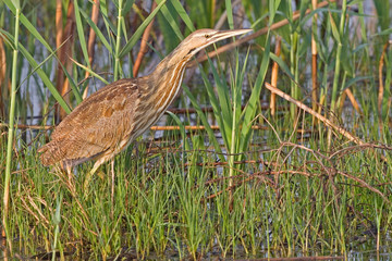 American Bittern, Botaurus lentiginosus in reeds