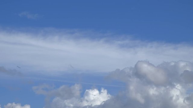 Roma (Patrimonio de la Humanidad). SPQR. Ciudad Eterna. Gaviota volando sobre el cielo de Roma, Lazio, Italia, Europa.