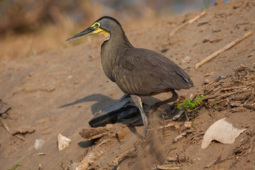 Bare-throated Tiger Heron, Tigrisoma mexicanum on sand