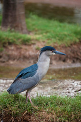 Vertical of Black-crowned Night Heron, Nycticorax nycticorax in Hawaii
