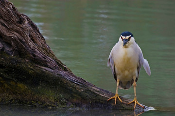 Black-crowned Night Heron, Nycticorax nycticorax on log