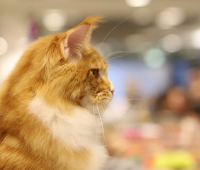 cat, beautiful portrait of a purebred cat