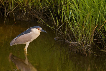 Black-crowned Night Heron, Nycticorax nycticorax in marsh