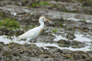 Cattle Egret, Bubulcus ibis, hunting in field