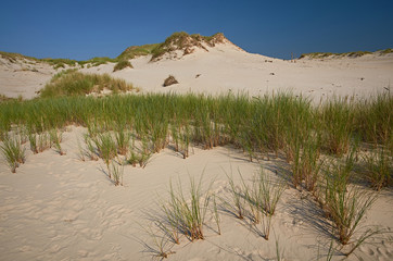 sand dune scenery on baltic sea