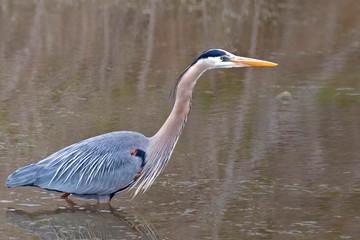 Great Blue Heron, Ardea herodias, wading