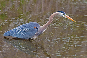 Great Blue Heron, Ardea herodias, hunting