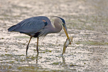 Great Blue Heron, Ardea herodias, with large fish