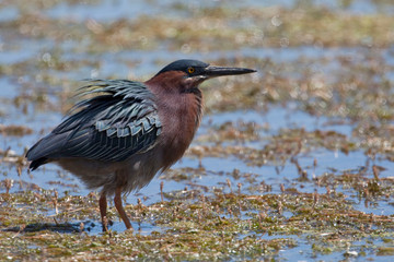 Green Heron, Butorides virescens, in marsh