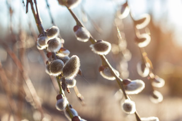 Weidenk&auml;tzchen im Sonnenlicht