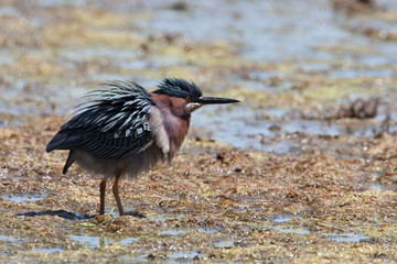 Green Heron, Butorides virescens, fluffed plumage
