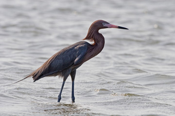Reddish Egret, Egretta rufescens, in water