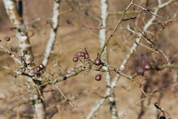 Branch of dried berries rowan
