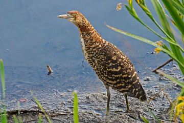 Rufescent Tiger Heron, Tigrisoma lineatum, juvenile