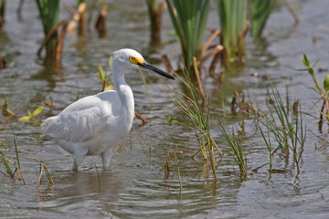 Snowy Egret, Egretta thula, in marsh