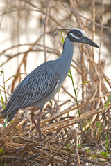 Vertical of Yellow-crowned Night Heron, Nyctanassa violacea