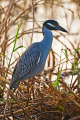 Vertical of Yellow-crowned Night Heron, Nyctanassa violacea adult