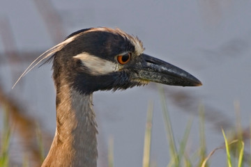 Close up Yellow-crowned Night Heron, Nyctanassa violacea