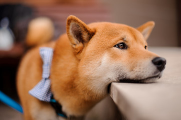 Cute Shiba Inu in the blue butterfly on the leash standing putting a head on the stone
