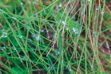 Rain drops on the grass