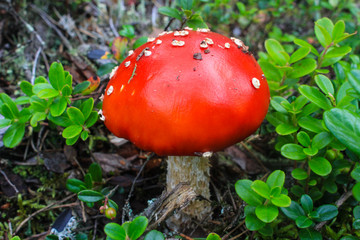 Red fly agaric in moss