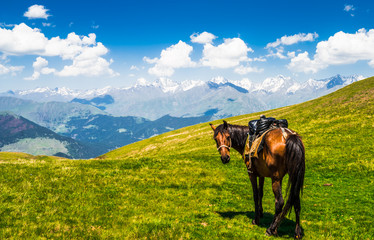 View on horse in scenic landscape of Tusehti, Georgia