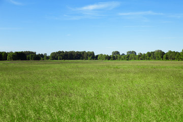Green meadow, forest and blue sky