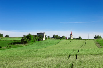Fototapeta premium The path in ripening cereal leads across the hill. Natural landscape.