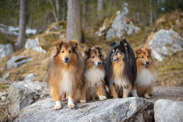 collie
