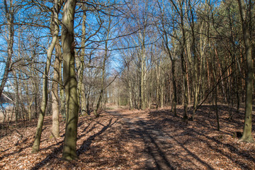 Forest seen in early spring