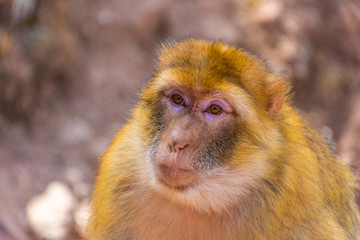 Close up of a Barbary ape, Morocco