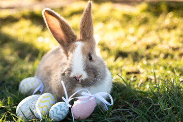 Easter white bunny with easter eggs sitting in the grass