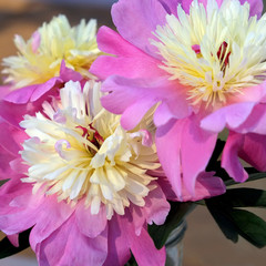 Fototapeta premium peony_3