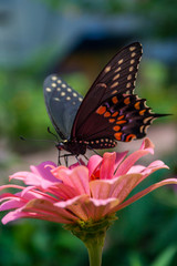 Fototapeta na wymiar Swallowtail Butterfly Perched on Pink Petal Flower in Garden