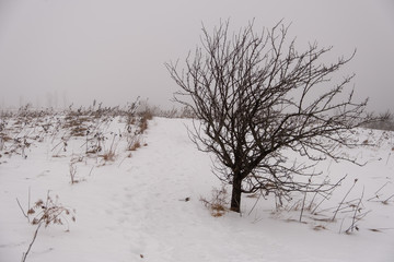 Winter snow fog outdoor trees park hike nature