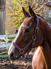 Side Profile of Horse Head with Purple Harness