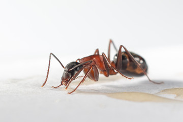 Black Carpenter Ant on White