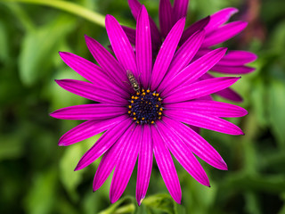 Fototapeta premium Bug on Pink Flower, Close Up, Pink Petals in Garden