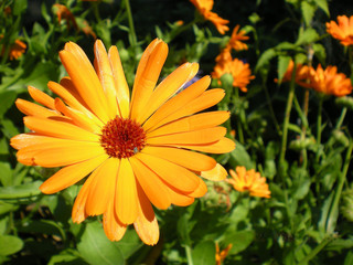 Calendula flower