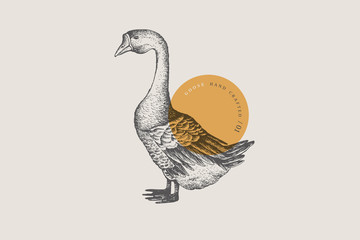 Retro engraving goose. Hand-drawn picture with a poultry. Can be used for menu restaurants, for packaging in markets and shops. Vector vintage illustrations. © KOSIM