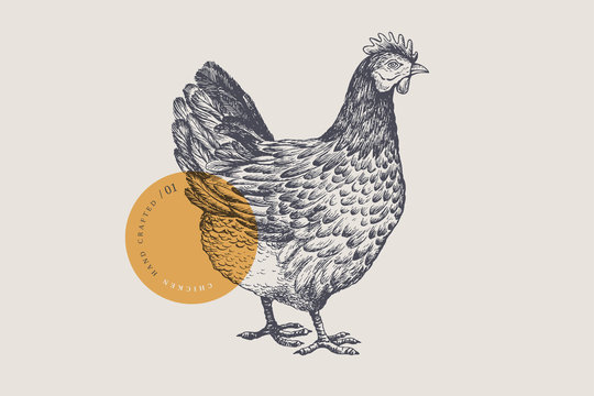 Graphical drawn hen. Hand-drawn retro picture with a poultry in an engraving style. Can be used for menu restaurants, for packaging in markets and shops. Vector vintage illustrations.