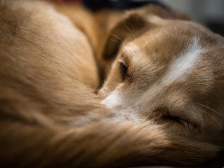 Sleeping Dog, Cute Puppy Curled Up, Close Up