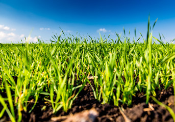 Obraz premium Young green wheat growing in soil.