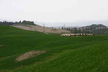 Naklejka premium toscana