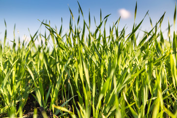 Young green wheat growing in soil.