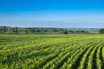 Fototapeta na wymiar young green wheat growing in soil 